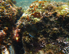 Ophioblennius steindachneri