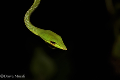 Ahaetulla farnsworthi