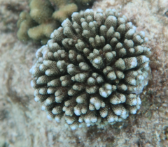 Acropora millepora