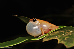 Pseudophilautus wynaadensis