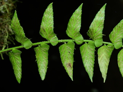 Asplenium salicifolium