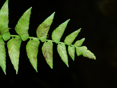 Asplenium salicifolium