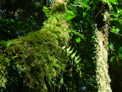 Asplenium salicifolium