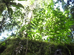 Asplenium salicifolium