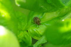 Sciocoris sideritidis