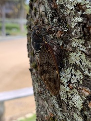 Graptopsaltria nigrofuscata