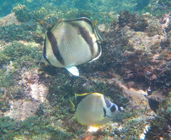 Johnrandallia nigrirostris