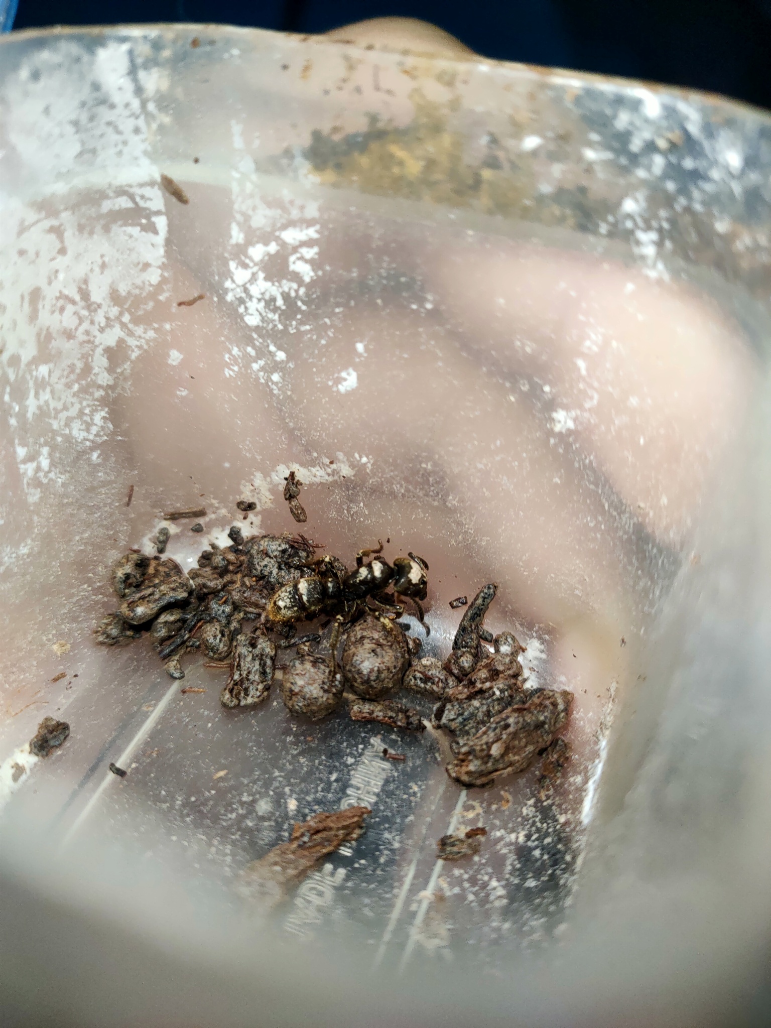 Pseudoneoponera sandakana