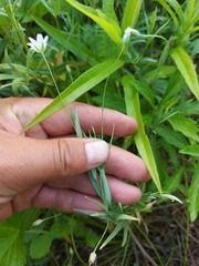 Stellaria dahurica