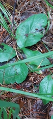 Tephroseris porphyrantha