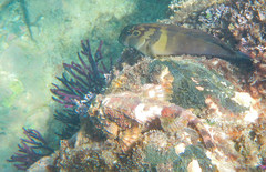 Ophioblennius steindachneri