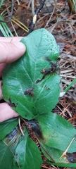 Tephroseris porphyrantha