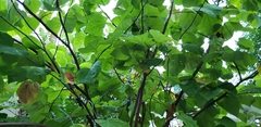 Paulownia