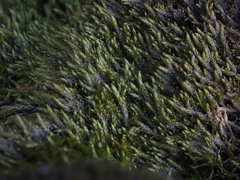 Sciuro-hypnum glaciale