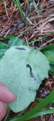 Tephroseris porphyrantha
