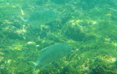 Caranx caninus
