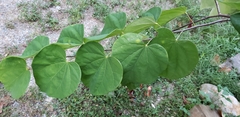 Paulownia