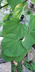 Paulownia