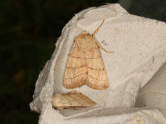 Charanyca trigrammica