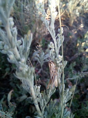 Euchorthippus pulvinatus