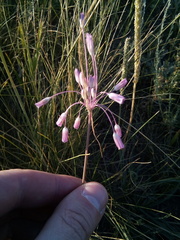 Allium praescissum