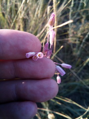Allium praescissum