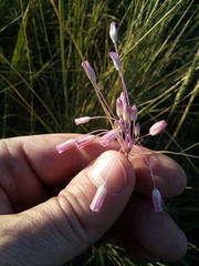 Allium praescissum