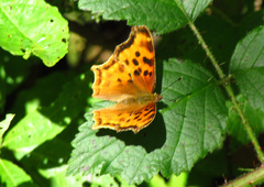 Polygonia satyrus