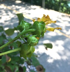Silphium integrifolium laeve