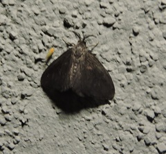 Cryptothelea nigrita