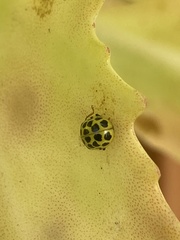 Psyllobora vigintiduopunctata