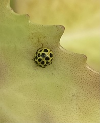 Psyllobora vigintiduopunctata