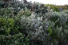 Adenanthos sericeus