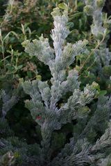 Adenanthos sericeus