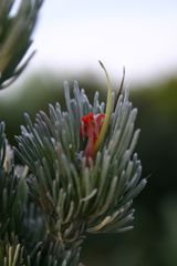 Adenanthos sericeus