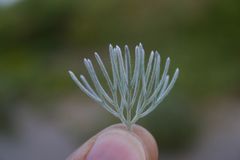 Adenanthos sericeus