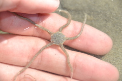 Acrocnida spatulispina