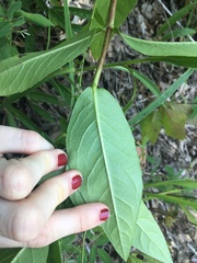 Silphium integrifolium laeve