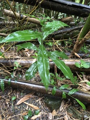 Habenaria stenopetala
