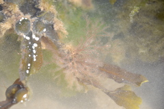 Acinetosporaceae
