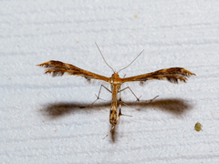 Dejongia lobidactylus