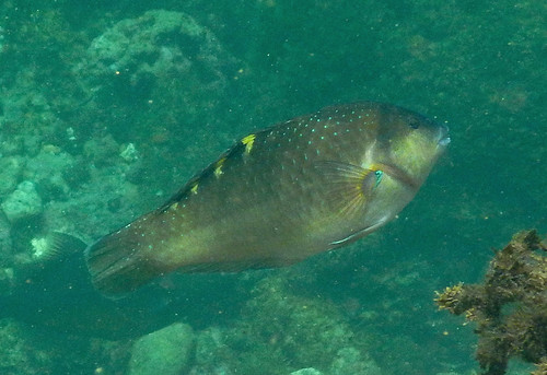 Banded Wrasse