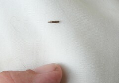 Agraylea multipunctata