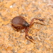 Afrogarypus - Photo (c) Cecile Roux, alguns direitos reservados (CC BY-NC), uploaded by Cecile Roux