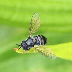 Diptera