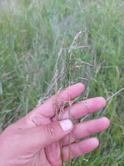 Poa sibirica