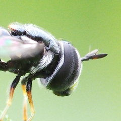 Diptera