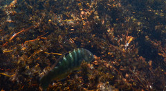 Halichoeres notospilus