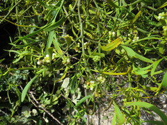 Phoradendron falcatum