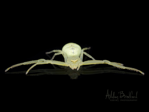 American Green Crab Spider
